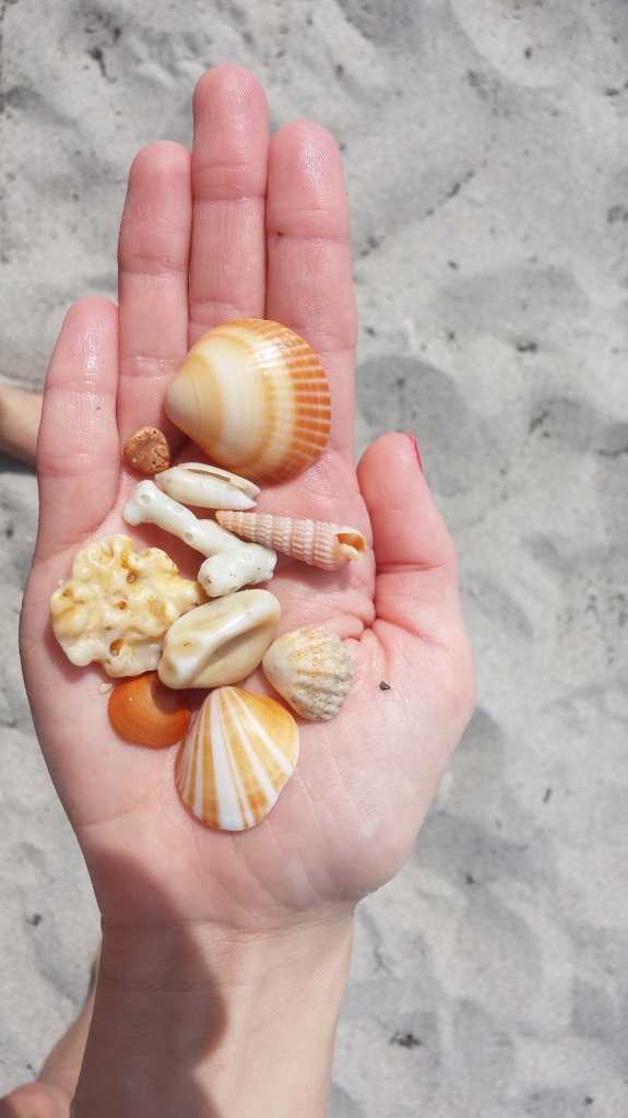 Shells found at Loggerhead Park, Juno Beach, FL.